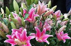 荷兰驻越大使向河内花卉节赠送4625盆香水百合花 